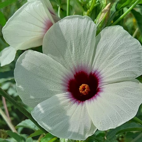 fleur de kenaf